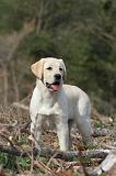 LABRADOR 142